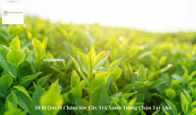 10 Bí Quyết Chăm Sóc Cây Trà Xanh Trong Chậu Tại Nhà