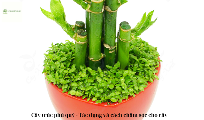 Cây trúc phú quý - Tác dụng và cách chăm sóc cho cây