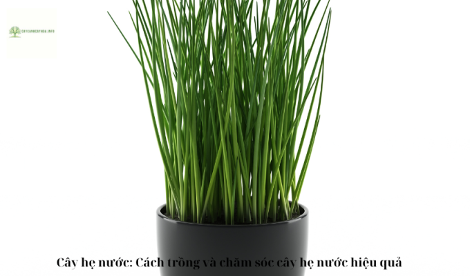 Cây hẹ nước: Cách trồng và chăm sóc cây hẹ nước hiệu quả