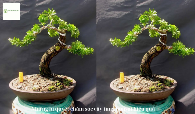 Những bí quyết chăm sóc cây tùng bonsai hiệu quả